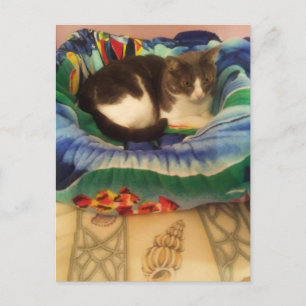 Postal Princesa Una Dulce y Pequeña Ragamuffin Gatita Sur