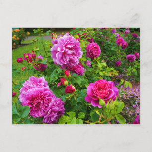 Postal Princess Anne Rosa #2 Postcard