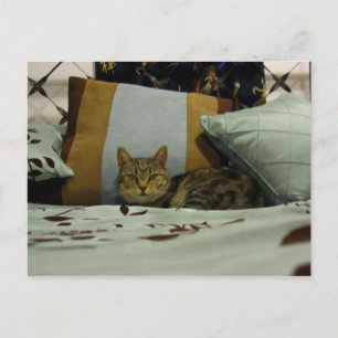 Postal Princess Indigo