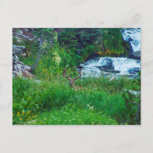 Postal Príncipe de la Selva