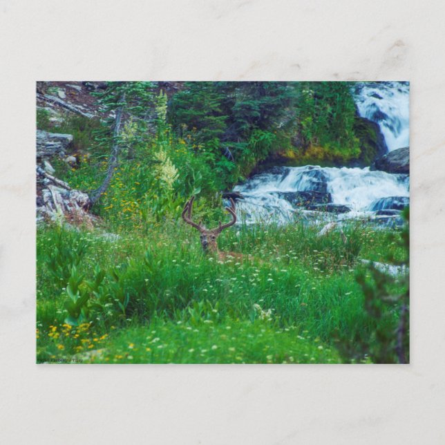 Postal Príncipe de la Selva (Anverso)