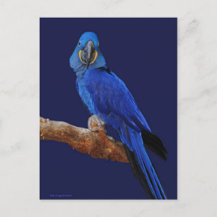 Postal Príncipe de los loros