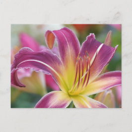 Postal Príncipe de Púrpura - Daylily