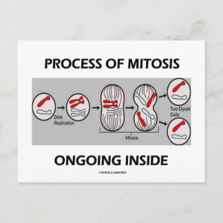 Postal Proceso De Mitosis En Curso En El Interior