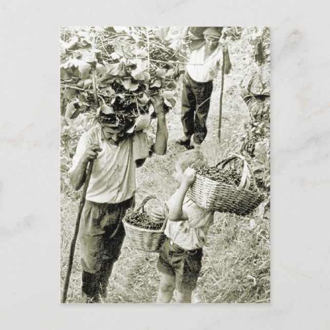 Postal Producción de vino Cosecha de vino (Anverso)