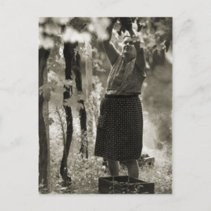 Postal Producción de vino Cosecha de vino 3