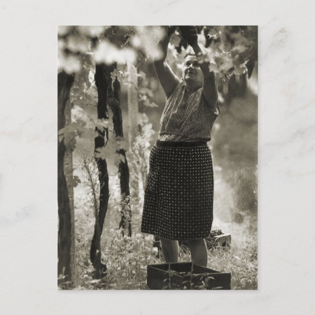 Postal Producción de vino Cosecha de vino 3 (Anverso)