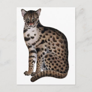 Postal Producto personalizar