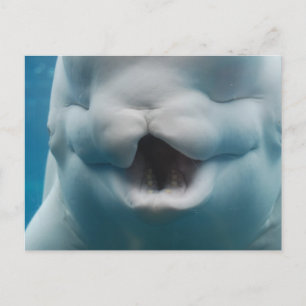 Postal Producto personalizar