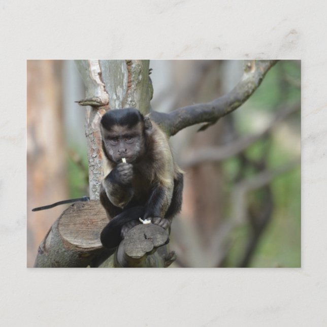 Postal Producto personalizar (Anverso)