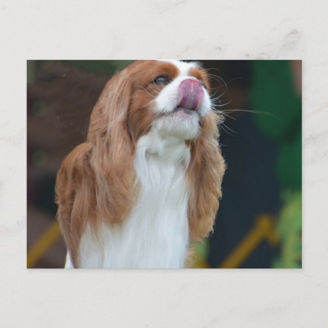 Postal Producto personalizar (Anverso)