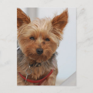 Postal Producto personalizar