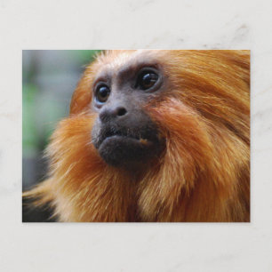 Postal Producto personalizar