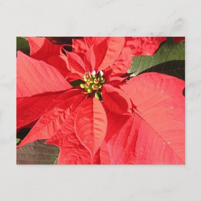 Postal Producto personalizar (Anverso)