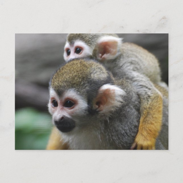 Postal Producto personalizar (Anverso)