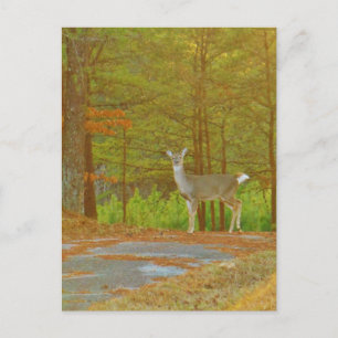 Postal Producto personalizar