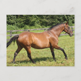 Postal Producto personalizar