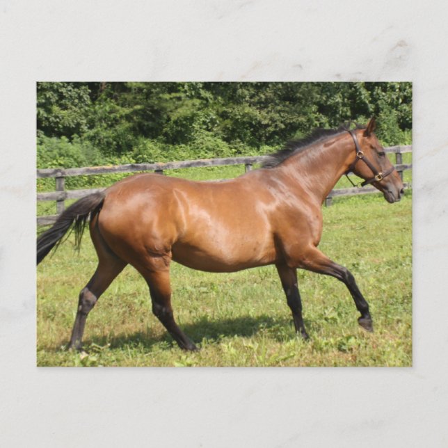 Postal Producto personalizar (Anverso)