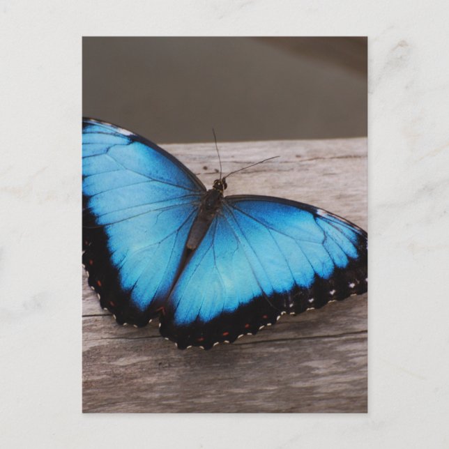 Postal Producto personalizar (Anverso)