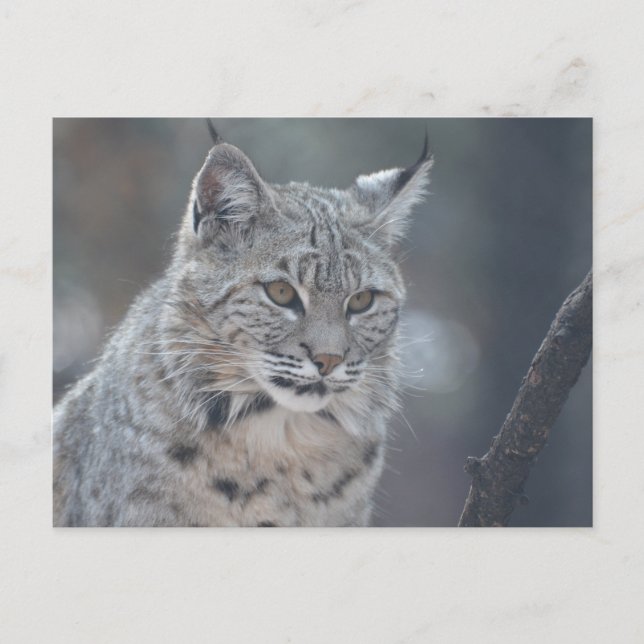 Postal Producto personalizar (Anverso)