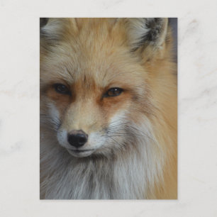 Postal Producto personalizar