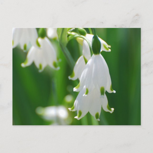 Postal Producto personalizar (Anverso)