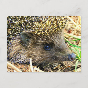 Postal Producto personalizar