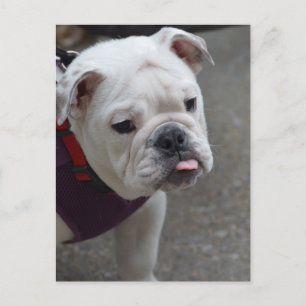 Postal Producto personalizar