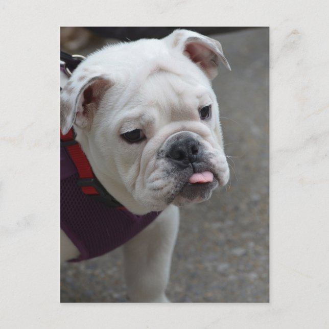 Postal Producto personalizar (Anverso)