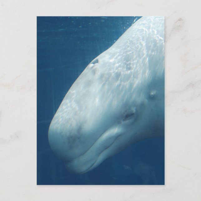 Postal Producto personalizar (Anverso)