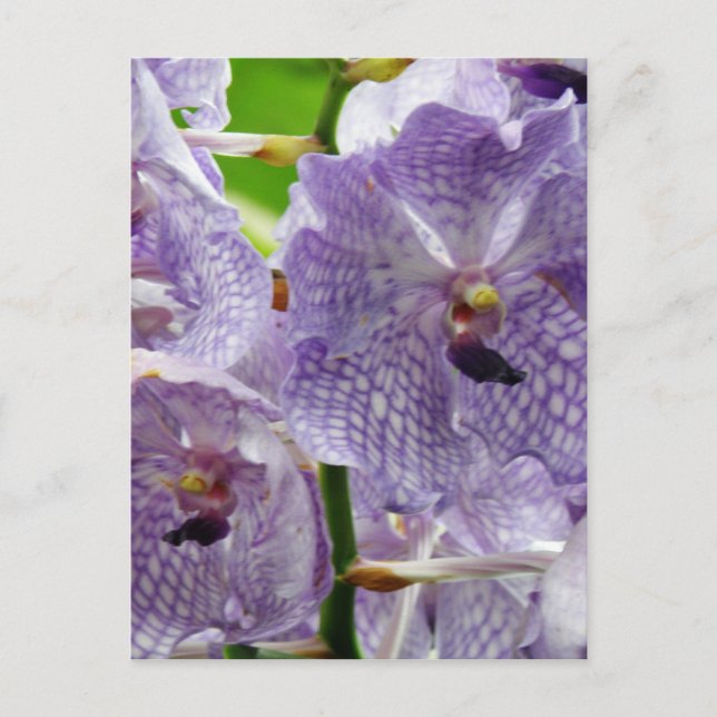 Postal Producto personalizar (Anverso)