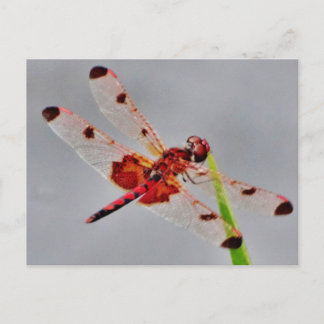 Postal Producto personalizar