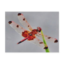 Producto personalizar