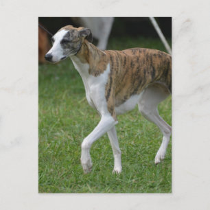 Postal Producto personalizar