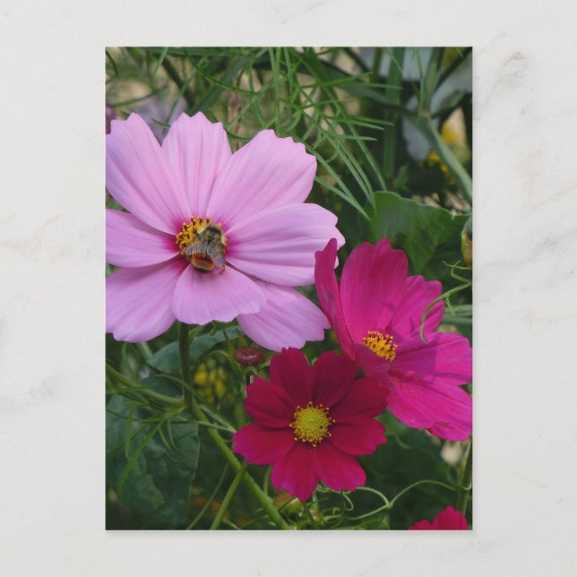 Postal Producto personalizar (Anverso)