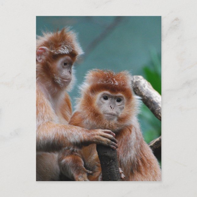 Postal Producto personalizar (Anverso)