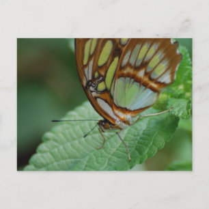 Postal Producto personalizar