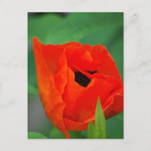 Postal Producto personalizar