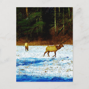 Postal Producto personalizar