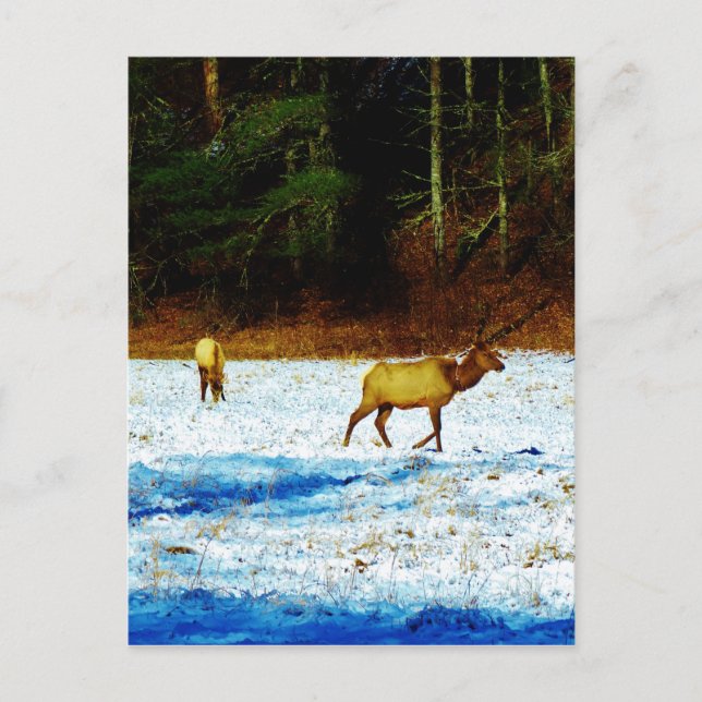 Postal Producto personalizar (Anverso)