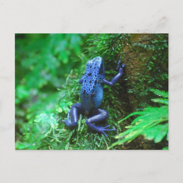 Postal Producto personalizar (Anverso)