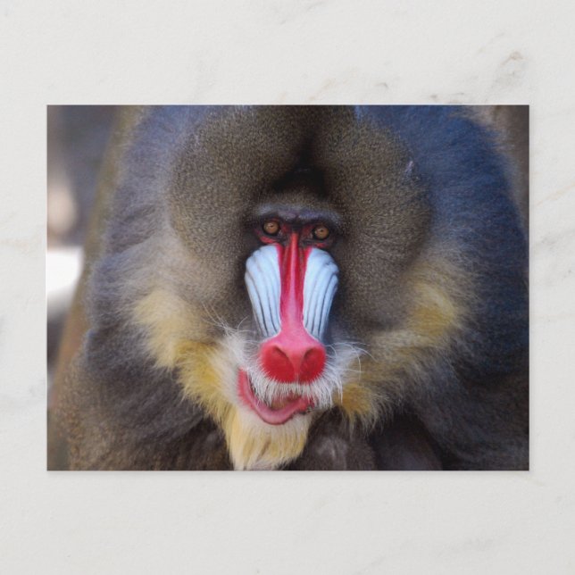 Postal Producto personalizar