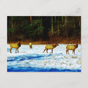 Postal Producto personalizar