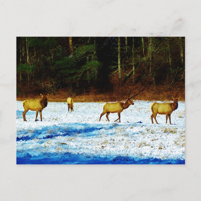 Postal Producto personalizar (Anverso)