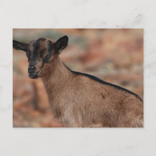 Postal Producto personalizar