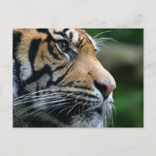 Postal Producto personalizar