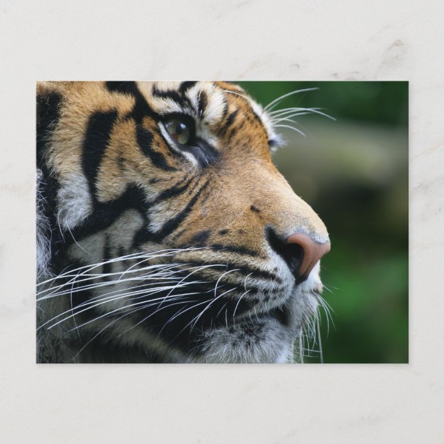 Postal Producto personalizar (Anverso)