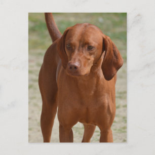 Postal Producto personalizar