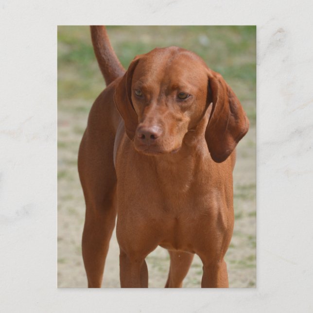 Postal Producto personalizar (Anverso)