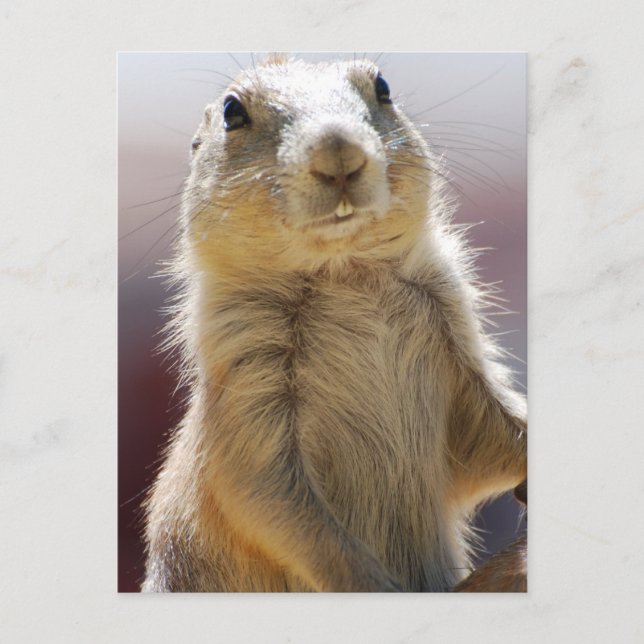 Postal Producto personalizar (Anverso)